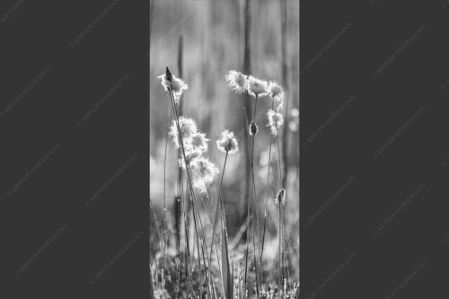 Wollgras im Morgentau am Barmsee - Wollgras 1:2 sw -- Eriophorum - mehr Infos bei www.Kriner-Weiermann.de