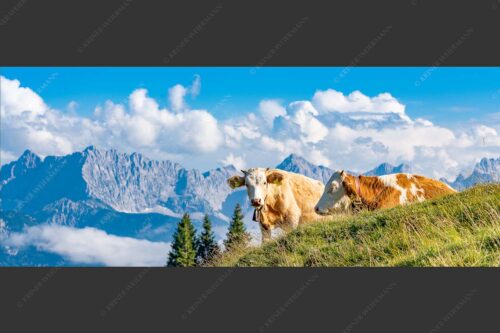 Jungvieh auf der Wallgaueralm mit Karwendel - Wos is 2,5:1  -- Rinderkälber auf Wallgaueralm mit Wörner - mehr Infos bei www.Kriner-Weiermann.de