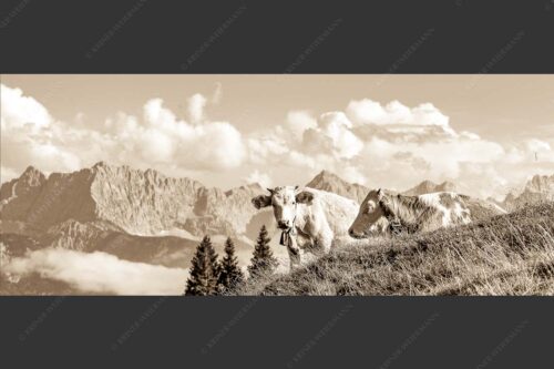 Jungvieh auf der Wallgaueralm mit Karwendel - Wos is 2,5:1 sepia -- Rinderkälber auf Wallgaueralm mit Wörner - mehr Infos bei www.Kriner-Weiermann.de