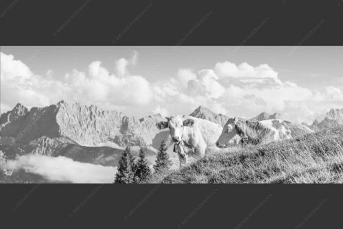 Jungvieh auf der Wallgaueralm mit Karwendel - Wos is 2,5:1 sw -- Rinderkälber auf Wallgaueralm mit Wörner - mehr Infos bei www.Kriner-Weiermann.de