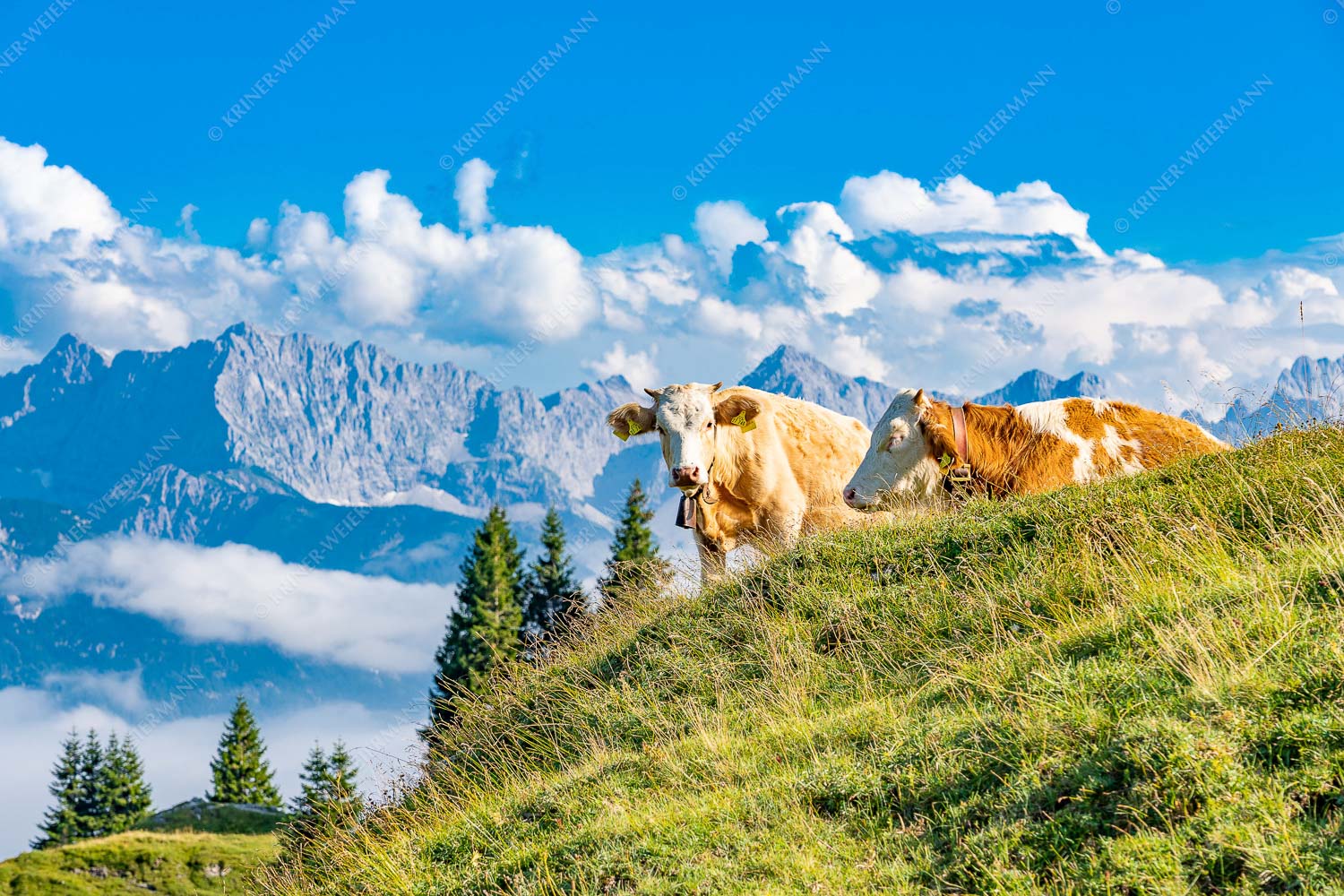 Jungvieh auf der Wallgaueralm mit Karwendel - Wos is 3:2 -- Rinderkälber auf Wallgaueralm mit Wörner - mehr Infos bei www.Kriner-Weiermann.de
