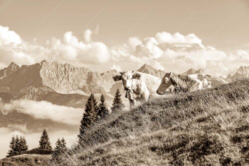 Jungvieh auf der Wallgaueralm mit Karwendel - Wos is 3:2 sepia -- Rinderkälber auf Wallgaueralm mit Wörner - mehr Infos bei www.Kriner-Weiermann.de