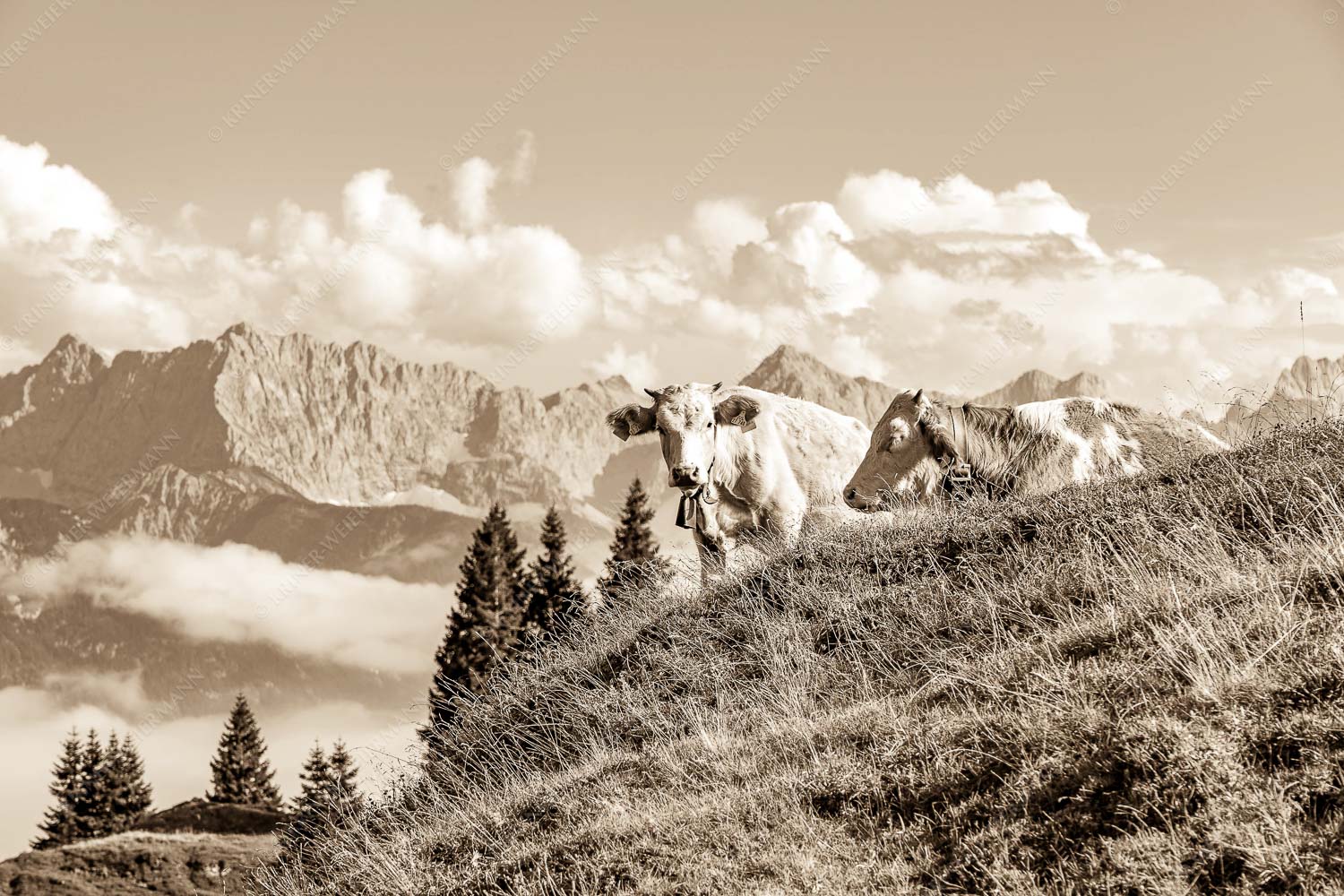 Jungvieh auf der Wallgaueralm mit Karwendel - Wos is 3:2 sepia -- Rinderkälber auf Wallgaueralm mit Wörner - mehr Infos bei www.Kriner-Weiermann.de
