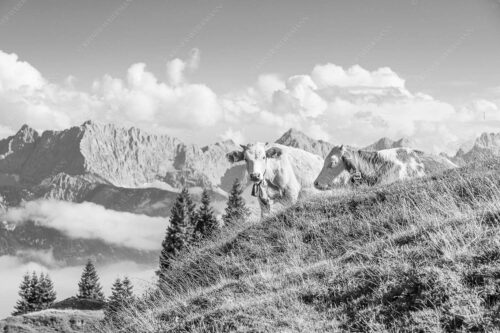 Jungvieh auf der Wallgaueralm mit Karwendel - Wos is 3:2 sw -- Rinderkälber auf Wallgaueralm mit Wörner - mehr Infos bei www.Kriner-Weiermann.de