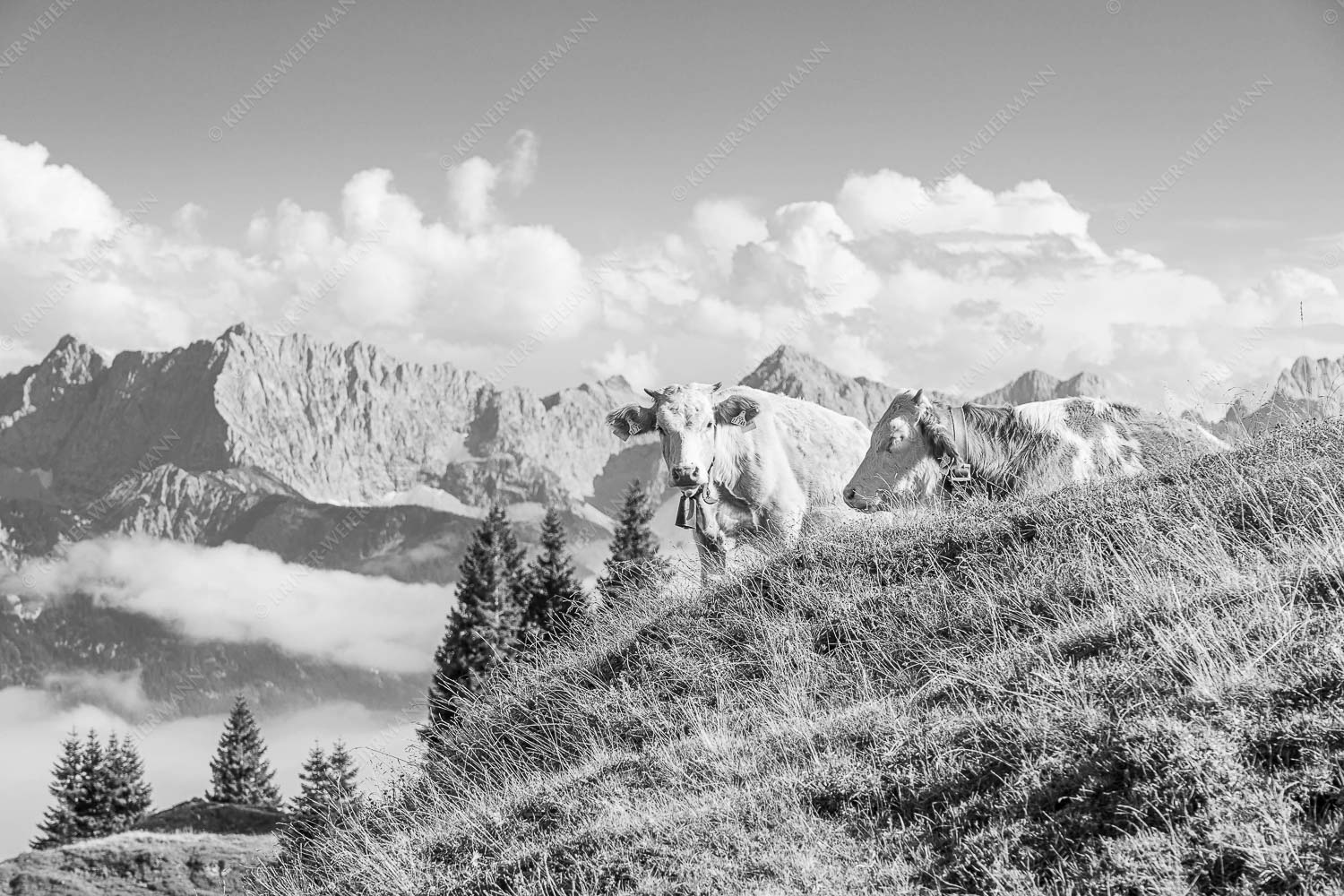 Jungvieh auf der Wallgaueralm mit Karwendel - Wos is 3:2 sw -- Rinderkälber auf Wallgaueralm mit Wörner - mehr Infos bei www.Kriner-Weiermann.de