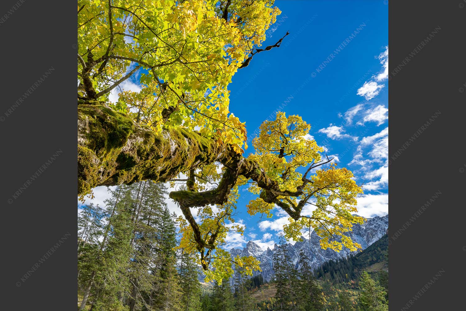 Kleiner Ahornboden mit Lalidererwänden im Karwendelgebirge - Wuchtig 1:1 -- Ahornbau im Karwendel - mehr Infos bei www.Kriner-Weiermann.de