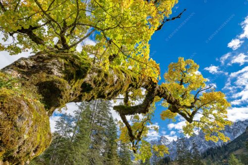 Kleiner Ahornboden mit Lalidererwänden im Karwendelgebirge - Wuchtig 3:2  -- Ahornbau im Karwendel - mehr Infos bei www.Kriner-Weiermann.de