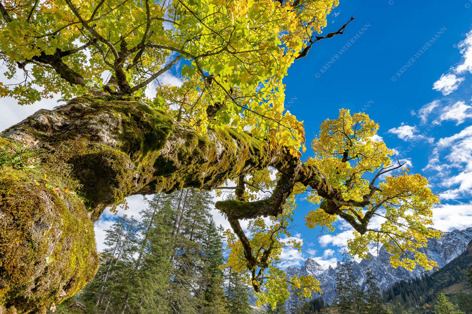 Kleiner Ahornboden mit Lalidererwänden im Karwendelgebirge - Wuchtig 3:2 -- Ahornbau im Karwendel - mehr Infos bei www.Kriner-Weiermann.de