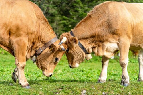 Zwei junge Werdenfelser Rinder - Zärtlichkeiten 3:2  -- Murnau-Werdenfelser Rinder - mehr Infos bei www.Kriner-Weiermann.de