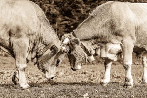 Zwei junge Werdenfelser Rinder - Zärtlichkeiten 3:2 sepia -- Murnau-Werdenfelser Rinder - mehr Infos bei www.Kriner-Weiermann.de