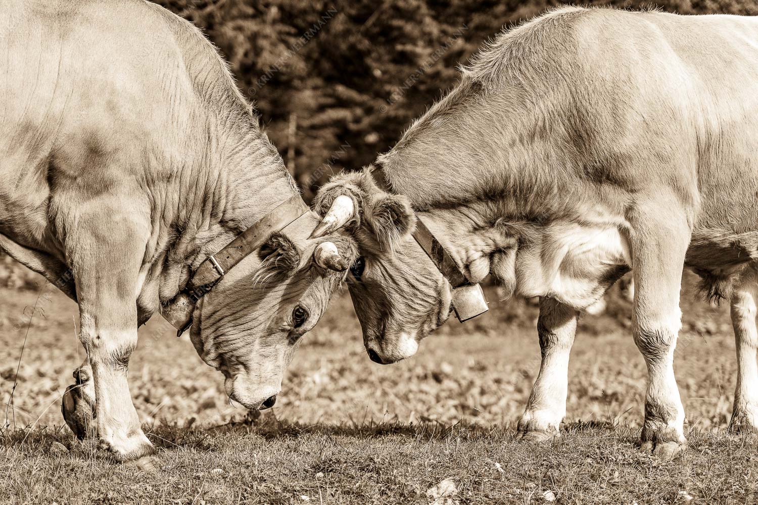 Zwei junge Werdenfelser Rinder - Zärtlichkeiten 3:2 sepia -- Murnau-Werdenfelser Rinder - mehr Infos bei www.Kriner-Weiermann.de