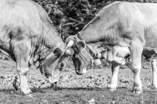 Zwei junge Werdenfelser Rinder - Zärtlichkeiten 3:2 sw -- Murnau-Werdenfelser Rinder - mehr Infos bei www.Kriner-Weiermann.de