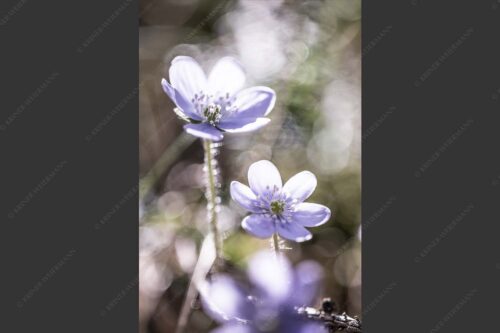 Leberblümchen sind mit die ersten Blumen im Frühjahr - Zart 2:3  -- Leberblümchen im Gegenlicht - mehr Infos bei www.Kriner-Weiermann.de