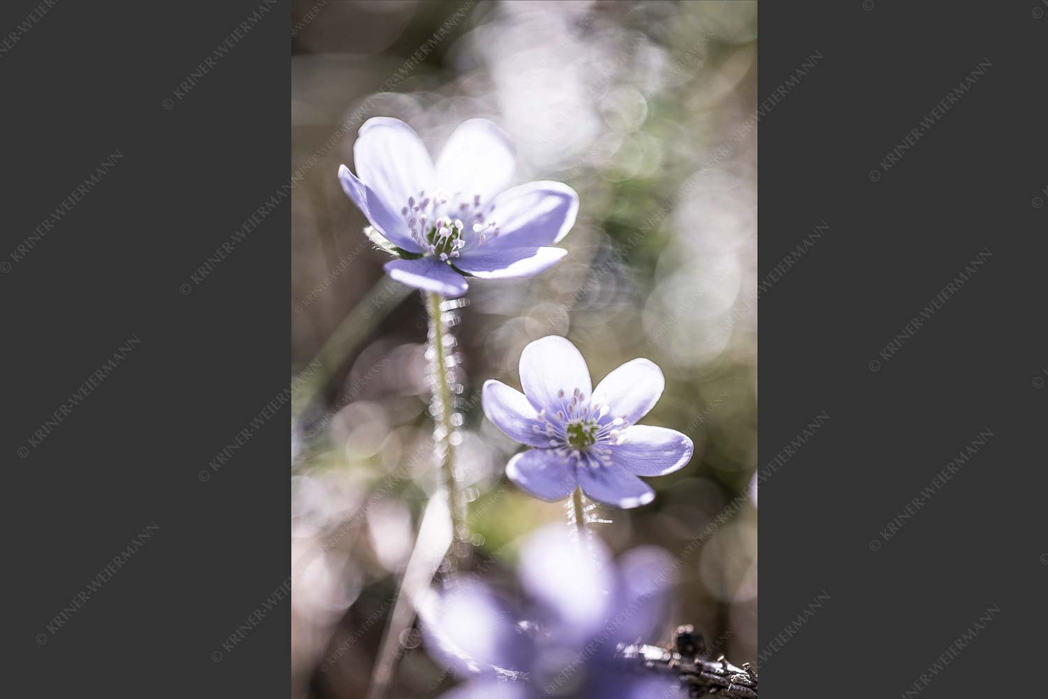Leberblümchen sind mit die ersten Blumen im Frühjahr - Zart 2:3 -- Leberblümchen im Gegenlicht - mehr Infos bei www.Kriner-Weiermann.de