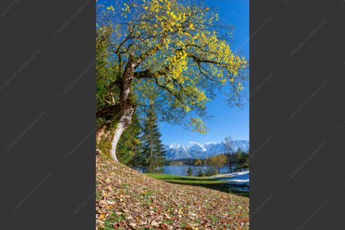 Alter Ahornbaum bei den Liegewiesen vom Barmsee, den Karwendel im Blick - Zeitzeuge 2:3  -- Ahorn am Barmsee - mehr Infos bei www.Kriner-Weiermann.de