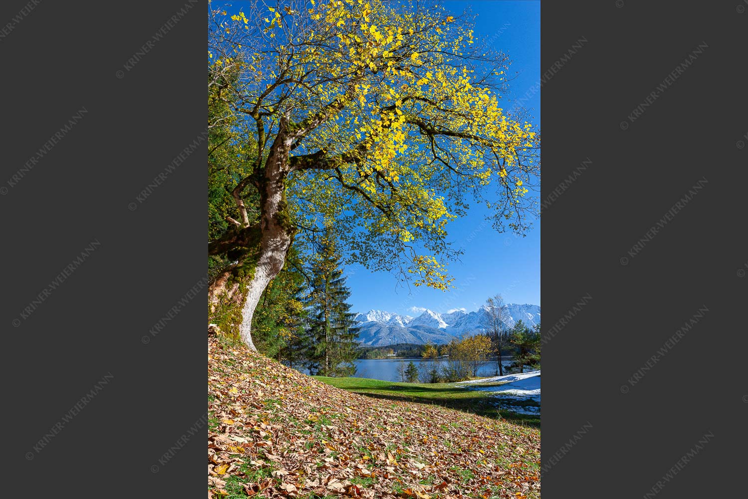 Alter Ahornbaum bei den Liegewiesen vom Barmsee, den Karwendel im Blick - Zeitzeuge 2:3 -- Ahorn am Barmsee - mehr Infos bei www.Kriner-Weiermann.de