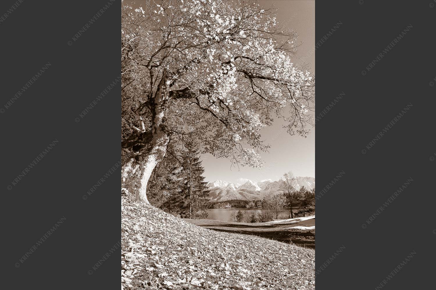 Alter Ahornbaum bei den Liegewiesen vom Barmsee, den Karwendel im Blick - Zeitzeuge 2:3 sepia -- Ahorn am Barmsee - mehr Infos bei www.Kriner-Weiermann.de