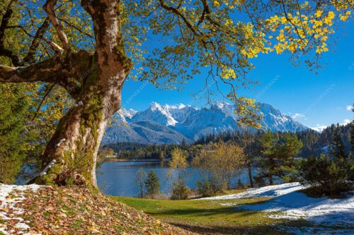 Alter Ahornbaum bei den Liegewiesen vom Barmsee, den Karwendel im Blick - Zeitzeuge 3:2  -- Ahorn am Barmsee - mehr Infos bei www.Kriner-Weiermann.de