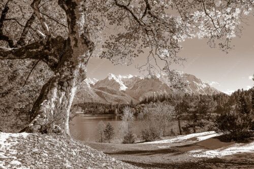Alter Ahornbaum bei den Liegewiesen vom Barmsee, den Karwendel im Blick - Zeitzeuge 3:2 sepia -- Ahorn am Barmsee - mehr Infos bei www.Kriner-Weiermann.de