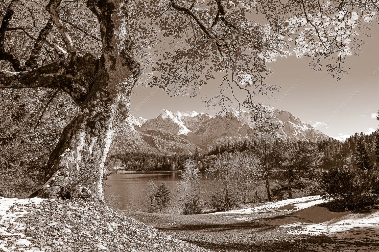 Alter Ahornbaum bei den Liegewiesen vom Barmsee, den Karwendel im Blick - Zeitzeuge 3:2 sepia -- Ahorn am Barmsee - mehr Infos bei www.Kriner-Weiermann.de