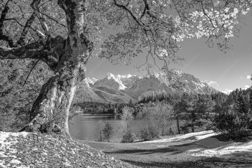 Alter Ahornbaum bei den Liegewiesen vom Barmsee, den Karwendel im Blick - Zeitzeuge 3:2 sw -- Ahorn am Barmsee - mehr Infos bei www.Kriner-Weiermann.de