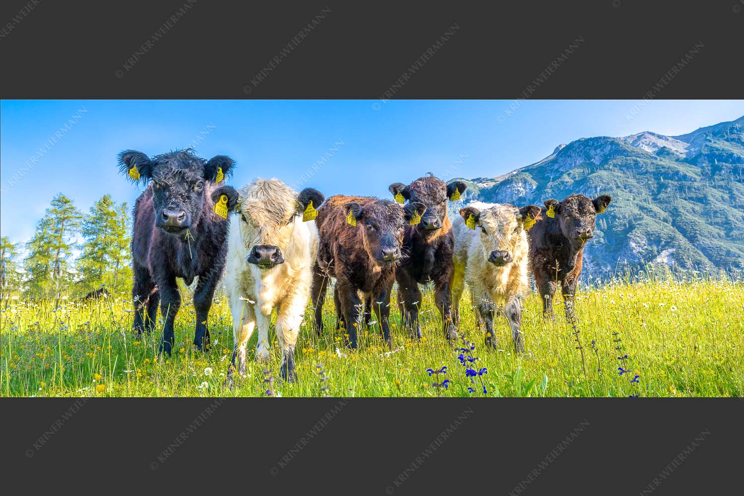 Jungvieh in Leutasch mit Wetterstein im Hintergrund - 6er Bande 2,5:1  -- Junge Kälber auf Blumenwiese - mehr Infos bei www.Kriner-Weiermann.de