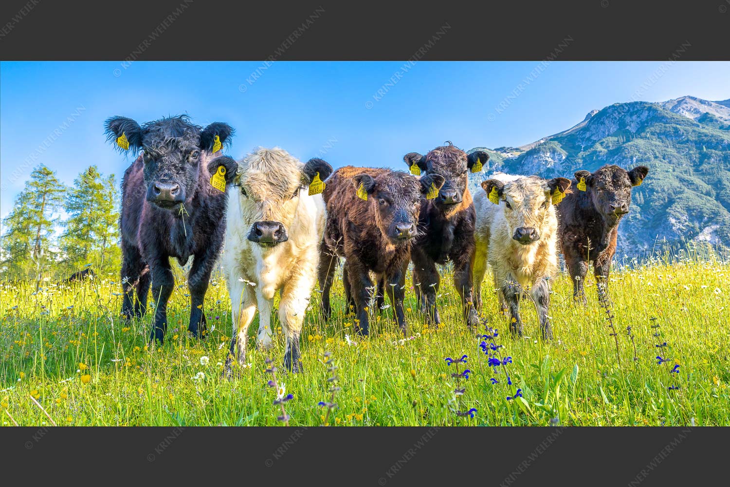 Jungvieh in Leutasch mit Wetterstein im Hintergrund - 6er Bande 2:1  -- Junge Kälber auf Blumenwiese - mehr Infos bei www.Kriner-Weiermann.de