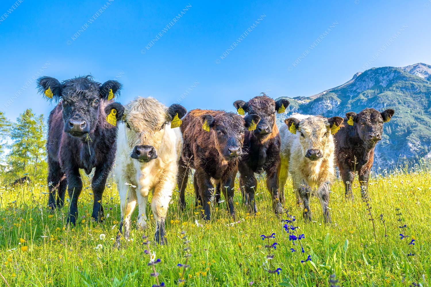 Jungvieh in Leutasch mit Wetterstein im Hintergrund - 6er Bande 3:2  -- Junge Kälber auf Blumenwiese - mehr Infos bei www.Kriner-Weiermann.de
