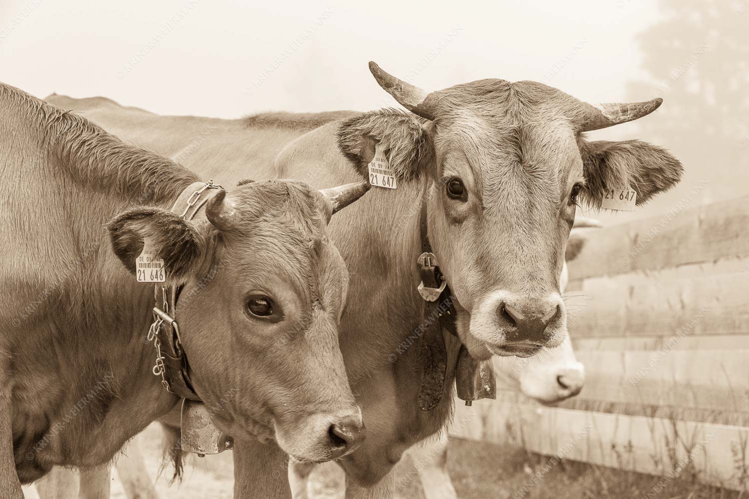 Murnau Werdenfelser Jungvieh am Kreuzeck - Abwarten II 3:2 sepia -- Murnau-Werdenfelser Rind - mehr Infos bei www.Kriner-Weiermann.de