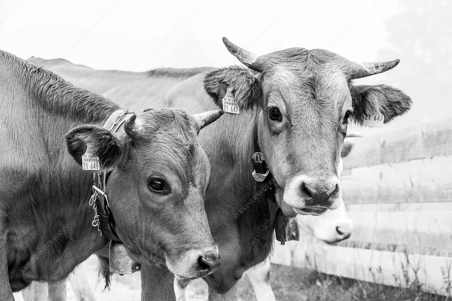 Murnau Werdenfelser Jungvieh am Kreuzeck - Abwarten II 3:2 sw -- Murnau-Werdenfelser Rind - mehr Infos bei www.Kriner-Weiermann.de