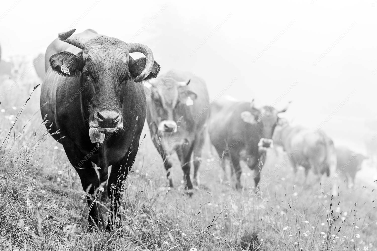Murnau-Werdenfelser Jungvieh am Kreuzeck im Wettersteingebirge - Abwarten III 3:2 sw -- Junge Rinder im Werdenfels - mehr Infos bei www.Kriner-Weiermann.de