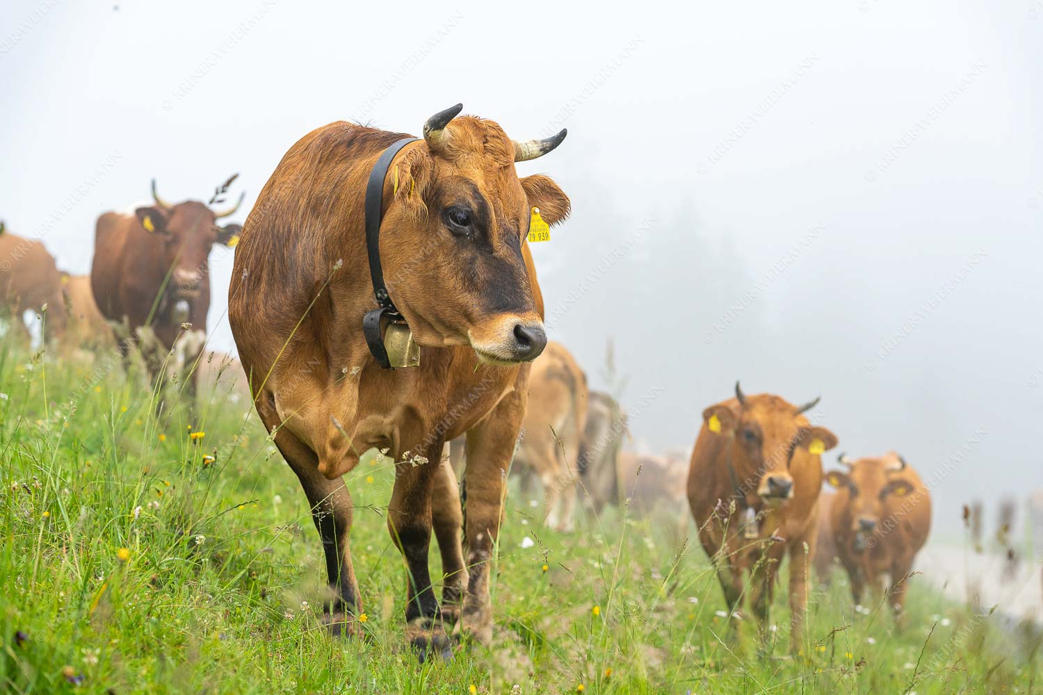 Murnau Werdenfelser Jungvieh am Kreuzeck im Wetterstein - Abwarten IV 3:2  -- Murnau-Werdenfelser Rind - mehr Infos bei www.Kriner-Weiermann.de