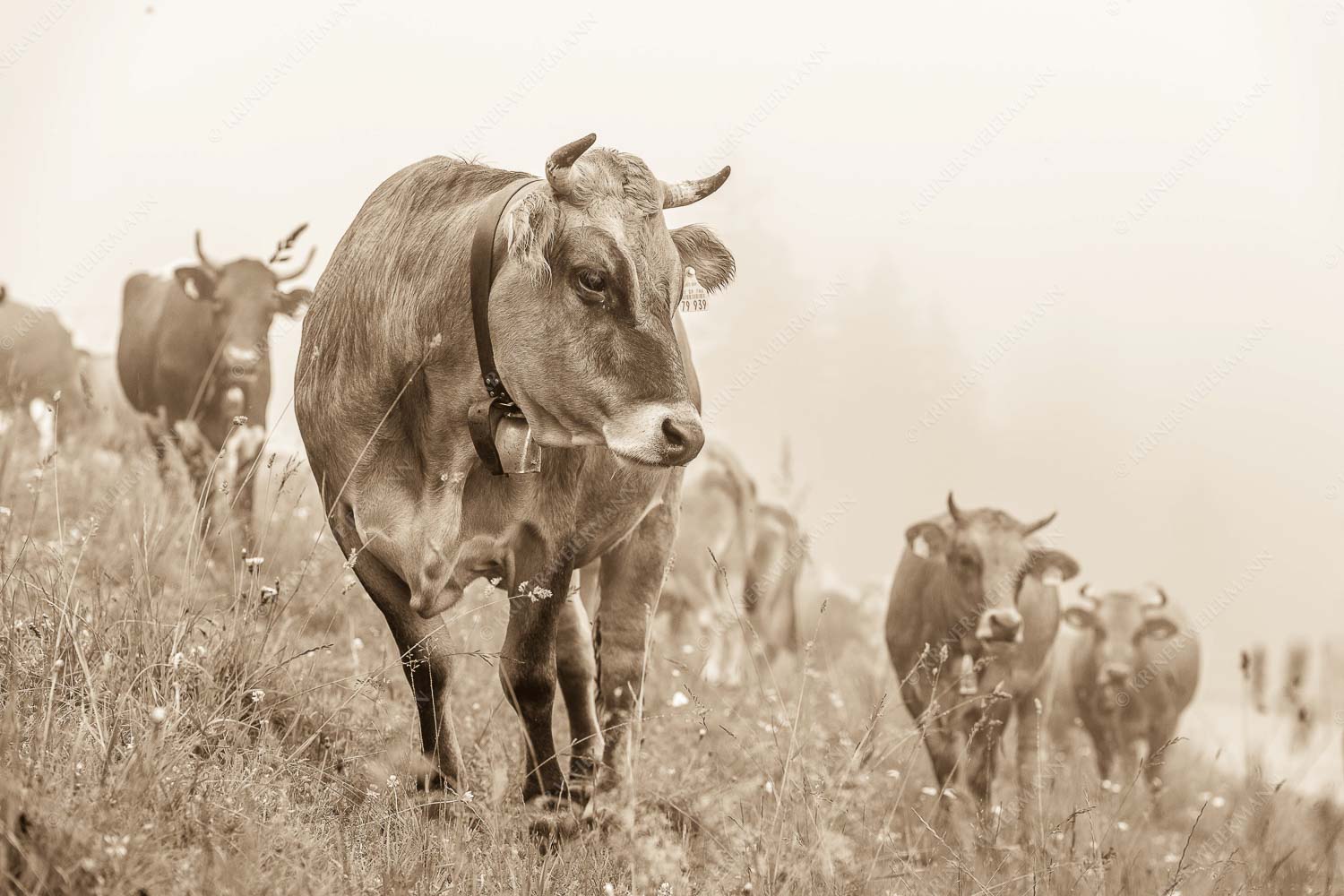Murnau Werdenfelser Jungvieh am Kreuzeck im Wetterstein - Abwarten IV 3:2 sepia -- Murnau-Werdenfelser Rind - mehr Infos bei www.Kriner-Weiermann.de