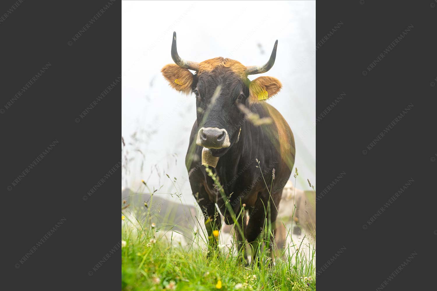 Murnau Werdenfelser Jungvieh am Kreuzeck im Wettersteingebirge - Abwarten IX 2:3  -- Murnau-Werdenfelser Rind - mehr Infos bei www.Kriner-Weiermann.de