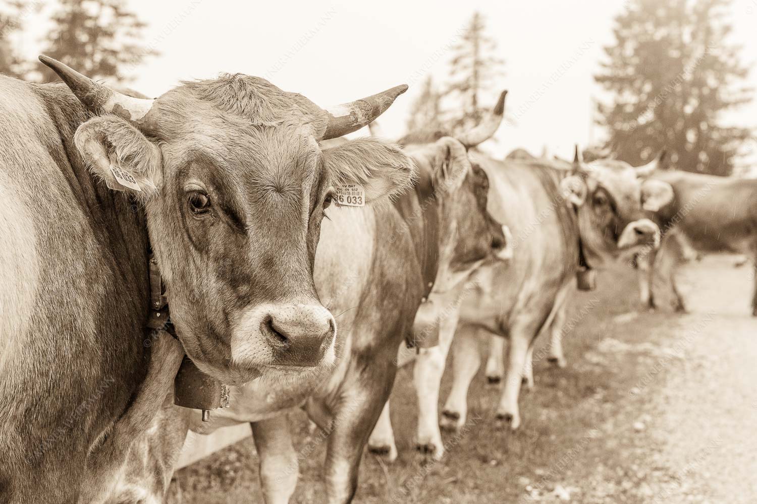Murnau Werdenfelser Jungvieh am Kreuzeck im Wettersteingebirge - Abwarten 3:2 sepia -- Murnau-Werdenfelser Rind - mehr Infos bei www.Kriner-Weiermann.de