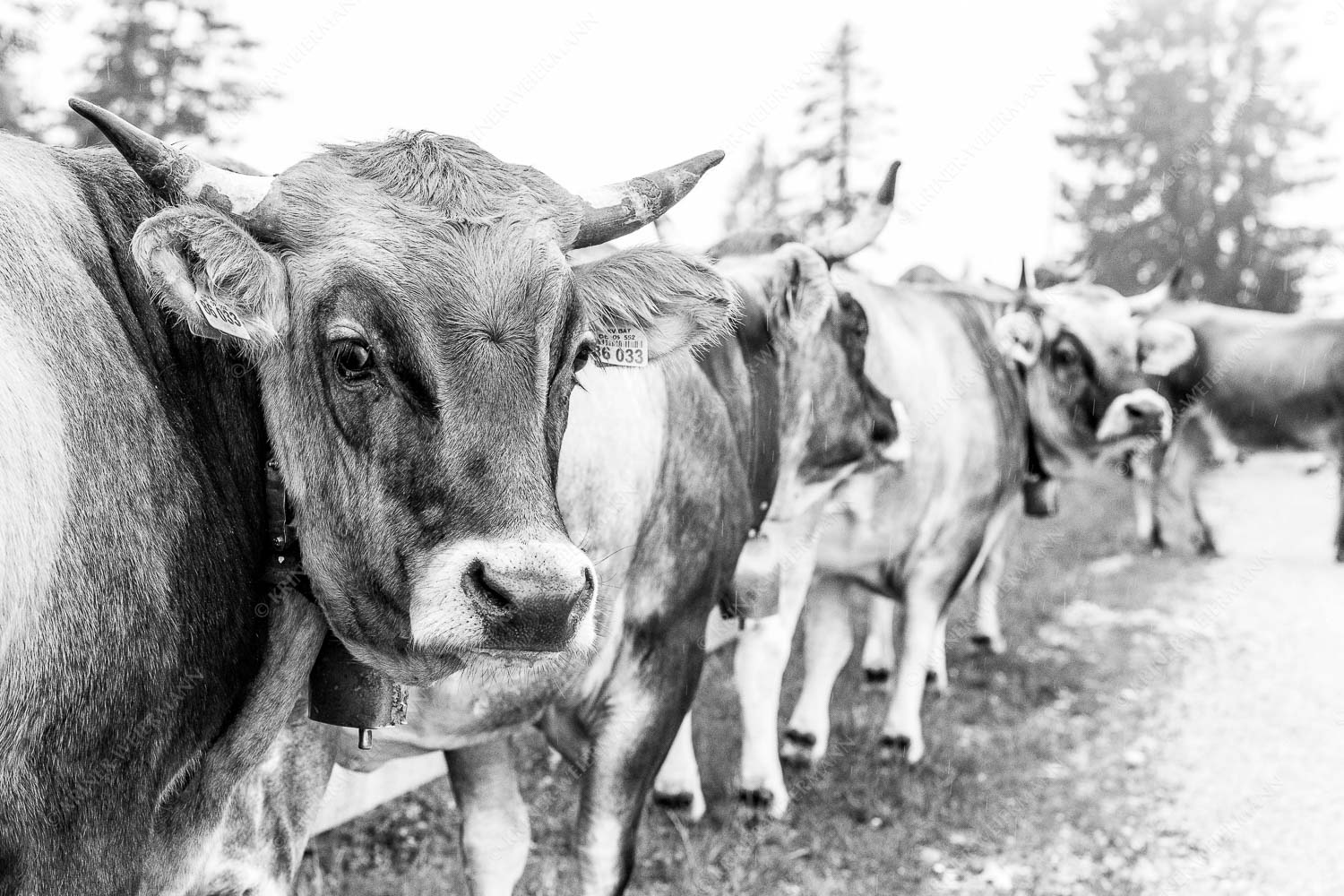 Murnau Werdenfelser Jungvieh am Kreuzeck im Wettersteingebirge - Abwarten 3:2 sw -- Murnau-Werdenfelser Rind - mehr Infos bei www.Kriner-Weiermann.de