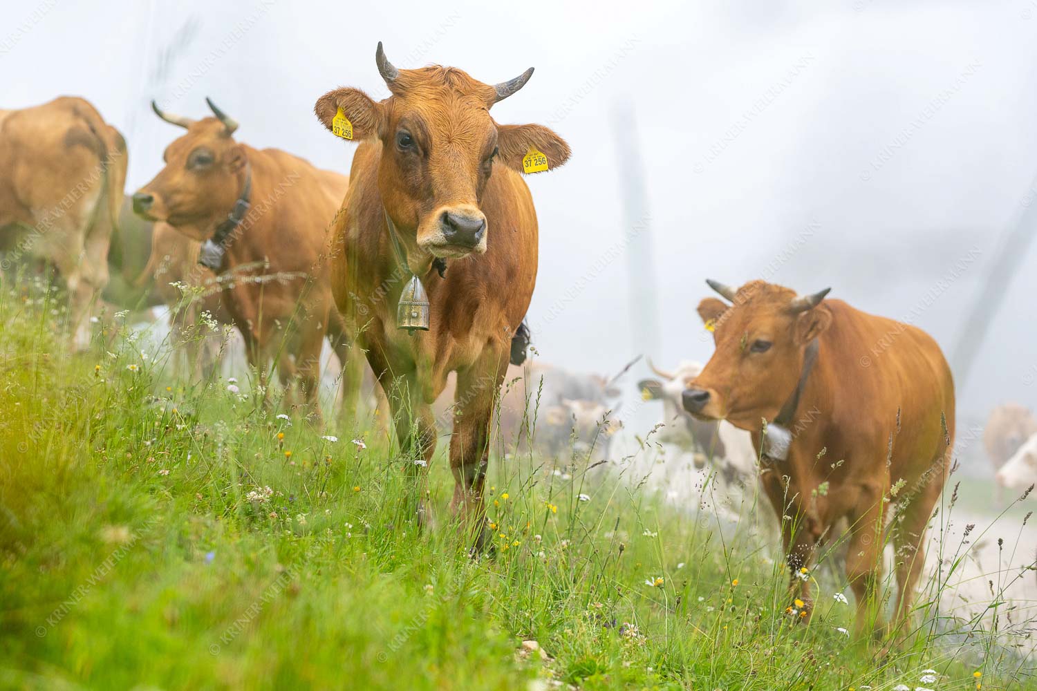 Murnau Werdenfelser Jungvieh am Kreuzeck - Abwarten V 3:2  -- Murnau-Werdenfelser Rind - mehr Infos bei www.Kriner-Weiermann.de