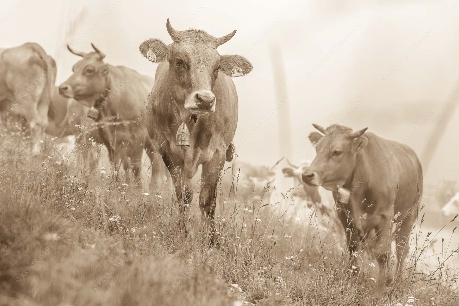 Murnau Werdenfelser Jungvieh am Kreuzeck - Abwarten V 3:2 sepia -- Murnau-Werdenfelser Rind - mehr Infos bei www.Kriner-Weiermann.de