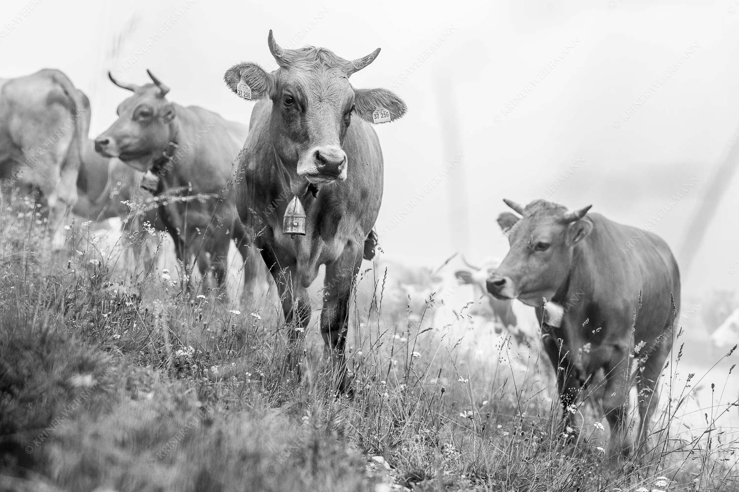 Murnau Werdenfelser Jungvieh am Kreuzeck - Abwarten V 3:2 sw -- Murnau-Werdenfelser Rind - mehr Infos bei www.Kriner-Weiermann.de
