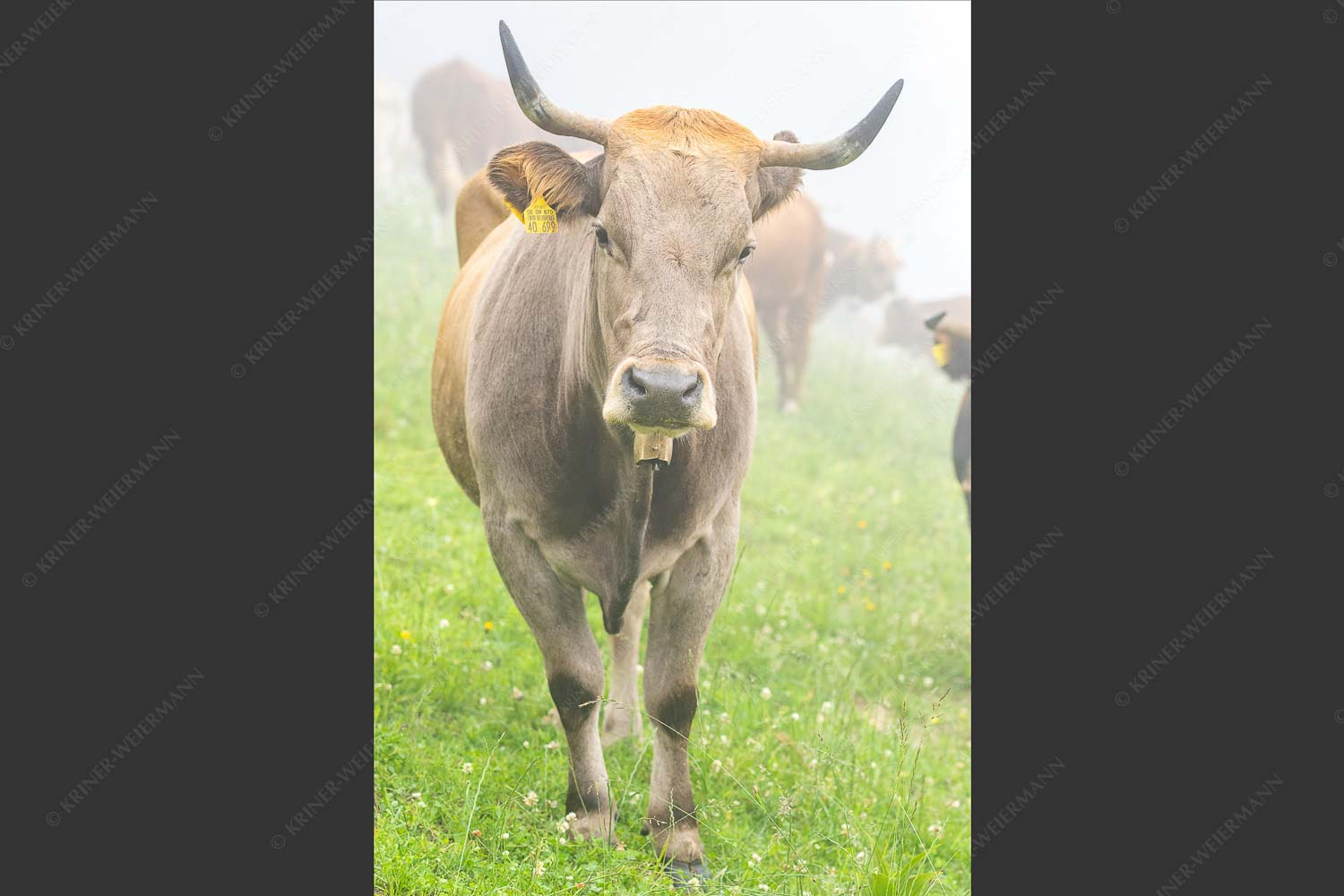Murnau Werdenfelser Jungvieh am Kreuzeck - Abwarten VI 2:3  -- Junges Rind - mehr Infos bei www.Kriner-Weiermann.de