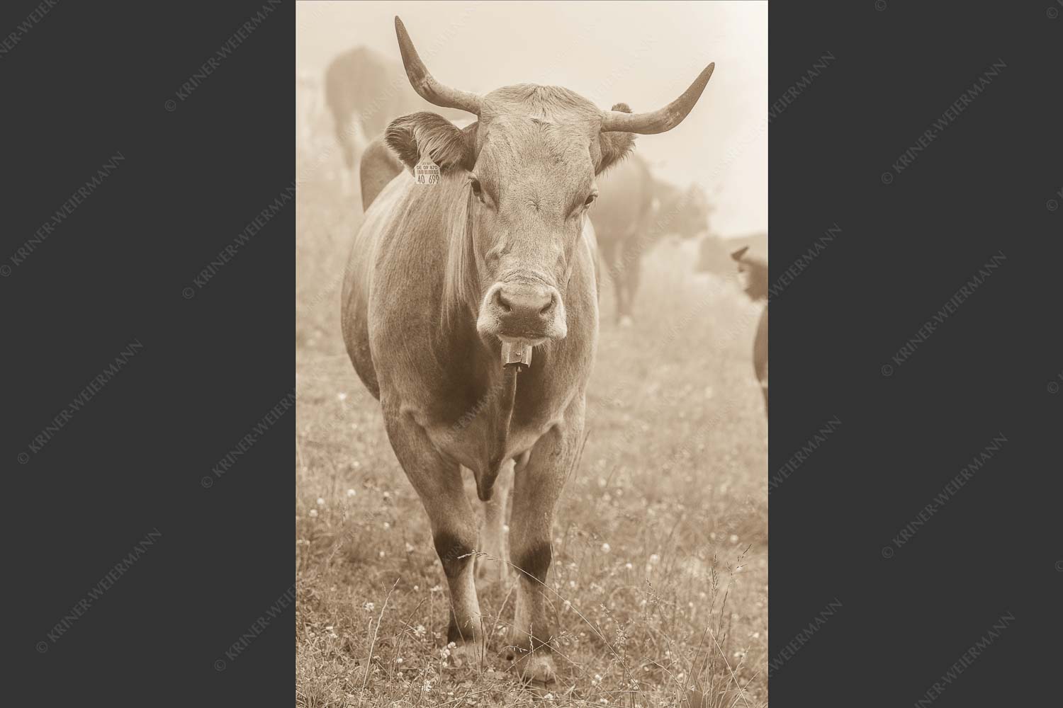Murnau Werdenfelser Jungvieh am Kreuzeck - Abwarten VI 2:3 sepia -- Junges Rind - mehr Infos bei www.Kriner-Weiermann.de
