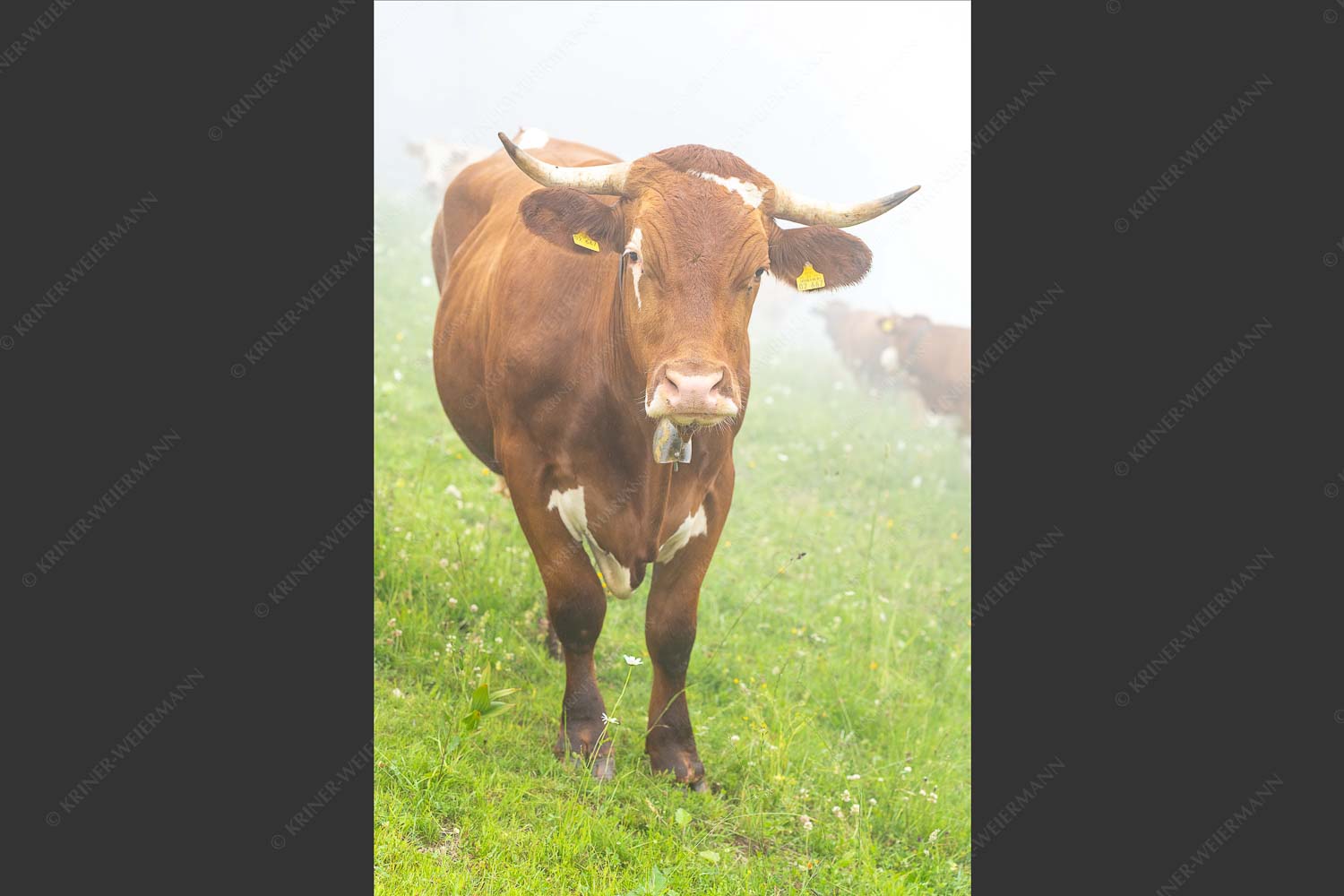 Jungvieh am Kreuzeck im Wettersteingebirge - Abwarten VII 2:3  -- Junges Rind - mehr Infos bei www.Kriner-Weiermann.de