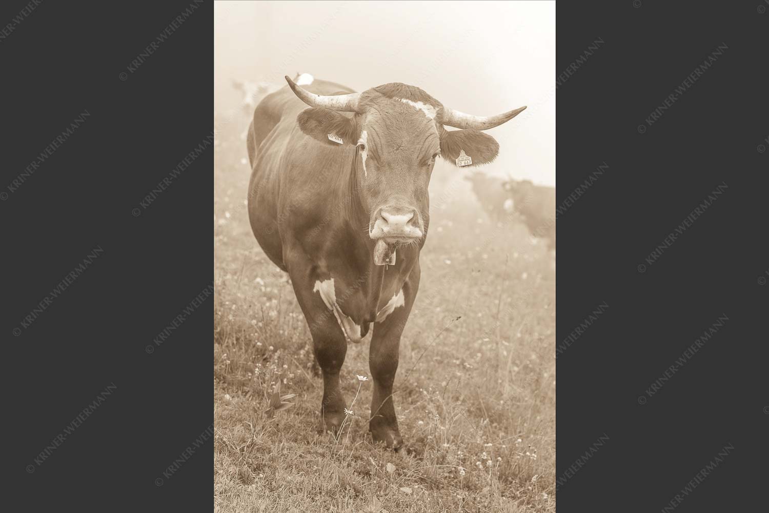 Jungvieh am Kreuzeck im Wettersteingebirge - Abwarten VII 2:3 sepia -- Junges Rind - mehr Infos bei www.Kriner-Weiermann.de