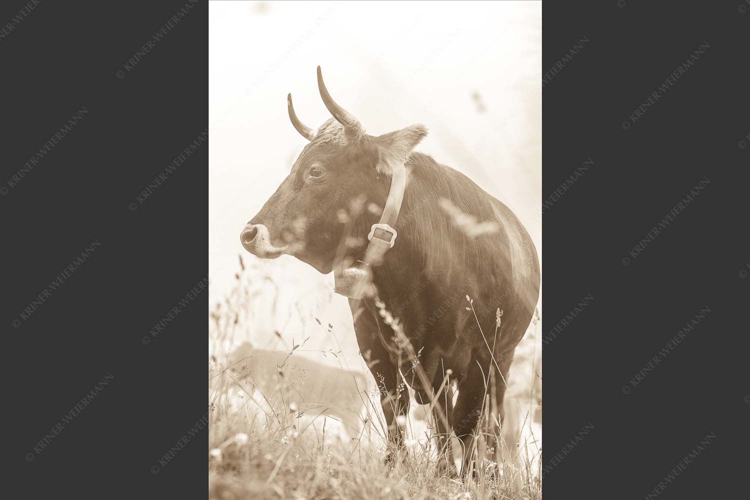 Murnau Werdenfelser Jungvieh am Kreuzeck im Wetterstein - Abwarten VIII 2:3 sepia -- Murnau-Werdenfelser Rind - mehr Infos bei www.Kriner-Weiermann.de