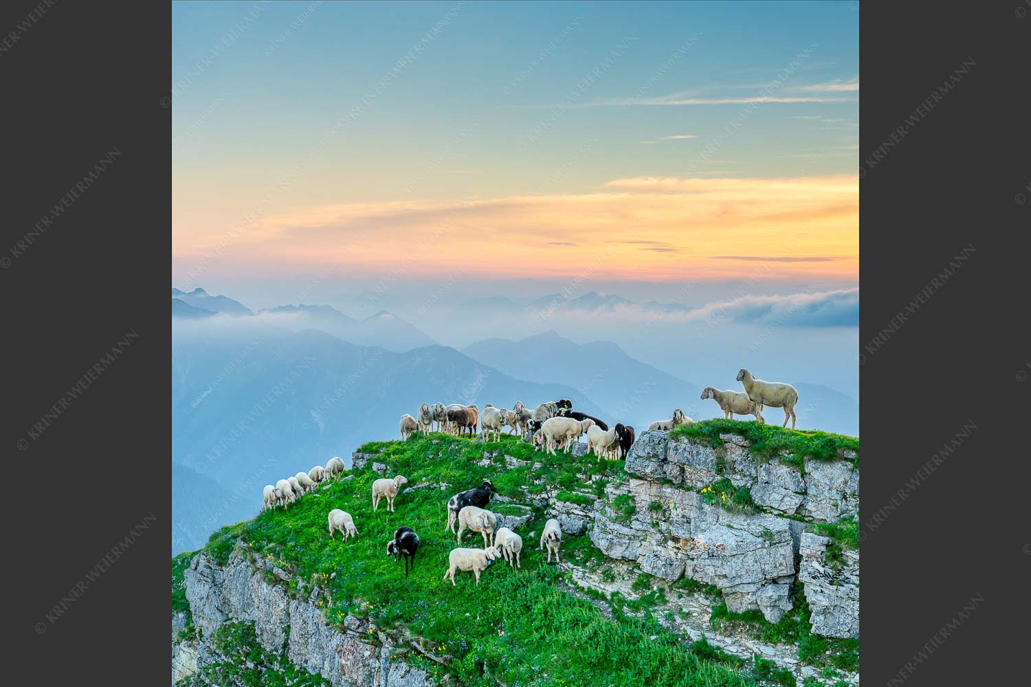 Bergschafe am Schafreiter im Karwendel bei Sonnenuntergang - Alle Schäfchen beisammen II 1:1  -- Schafe im Karwendel - mehr Infos bei www.Kriner-Weiermann.de