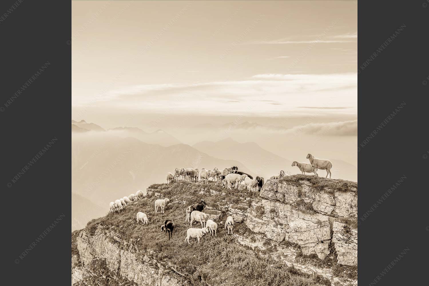 Bergschafe am Schafreiter im Karwendel bei Sonnenuntergang - Alle Schäfchen beisammen II 1:1 sepia -- Schafe im Karwendel - mehr Infos bei www.Kriner-Weiermann.de