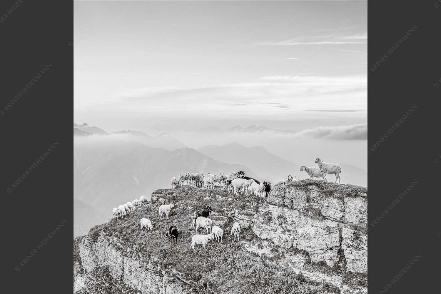 Bergschafe am Schafreiter im Karwendel bei Sonnenuntergang - Alle Schäfchen beisammen II 1:1 sw -- Schafe im Karwendel - mehr Infos bei www.Kriner-Weiermann.de