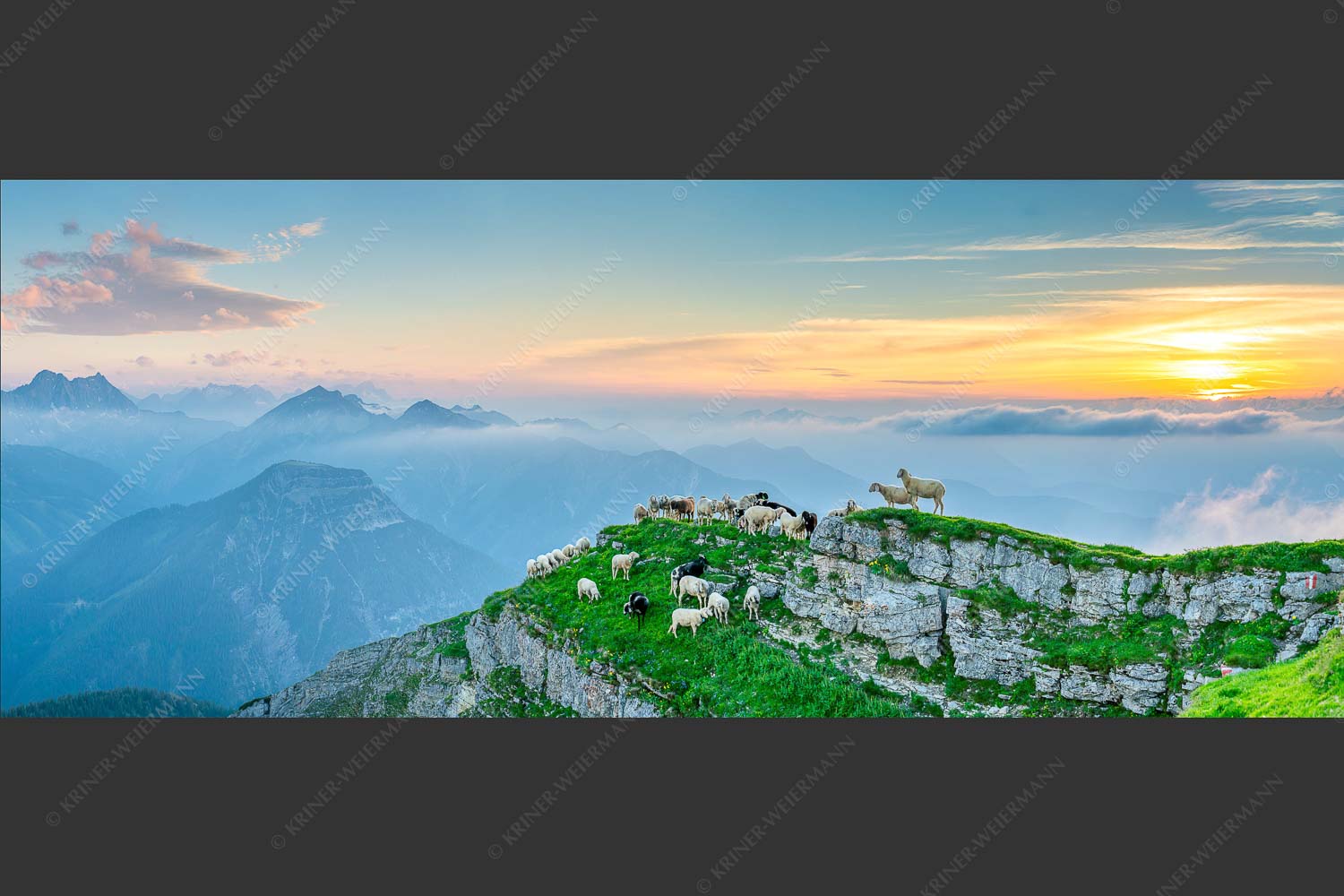 Bergschafe am Schafreiter im Karwendel bei Sonnenuntergang - Alle Schäfchen beisammen II 2,5:1  -- Schafe im Karwendel - mehr Infos bei www.Kriner-Weiermann.de