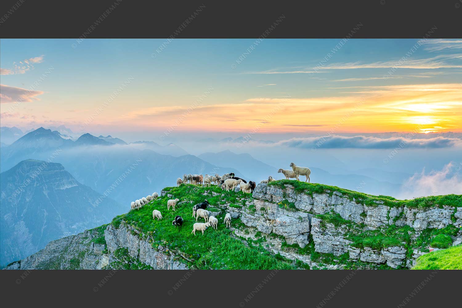Bergschafe am Schafreiter im Karwendel bei Sonnenuntergang - Alle Schäfchen beisammen II 2:1  -- Schafe im Karwendel - mehr Infos bei www.Kriner-Weiermann.de