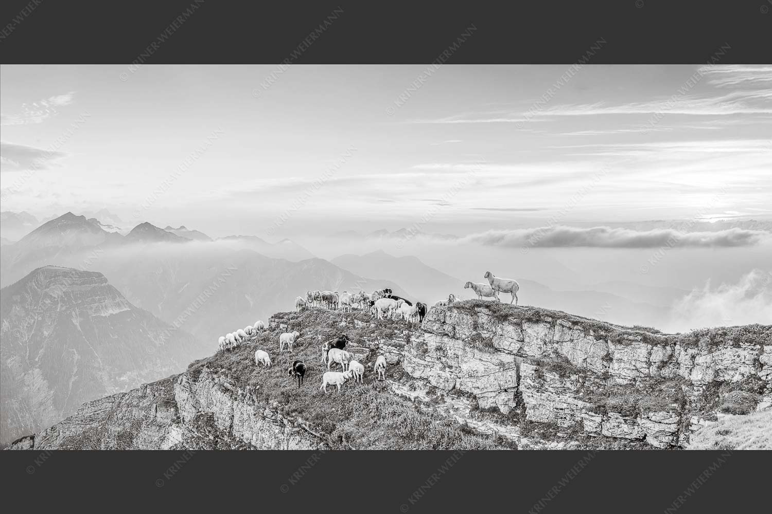Bergschafe am Schafreiter im Karwendel bei Sonnenuntergang - Alle Schäfchen beisammen II 2:1 sw -- Schafe im Karwendel - mehr Infos bei www.Kriner-Weiermann.de